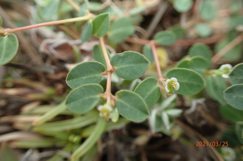 Euphorbia garanbiensis photo 4