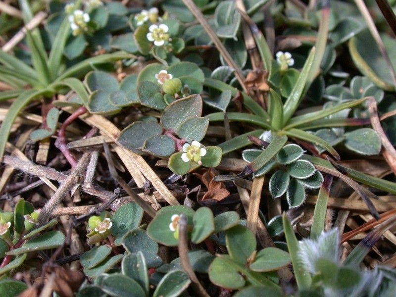 Euphorbia garanbiensis photo 5