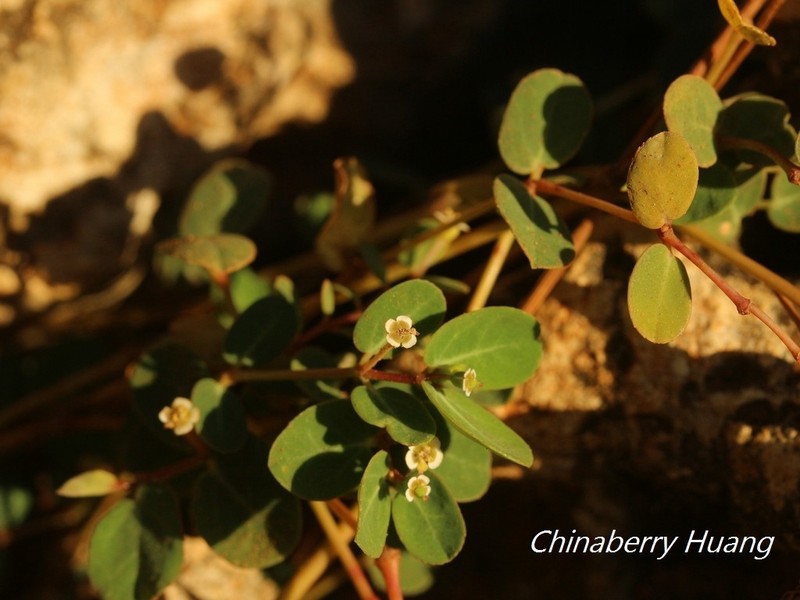 Euphorbia garanbiensis photo 6