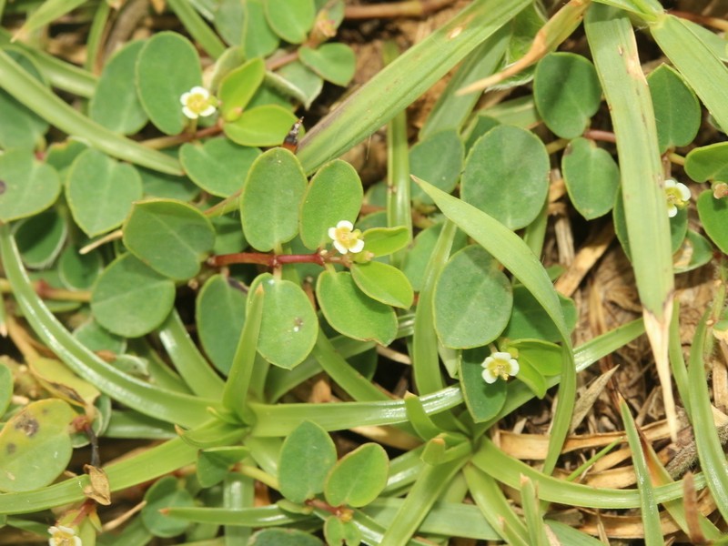 Euphorbia garanbiensis photo 7