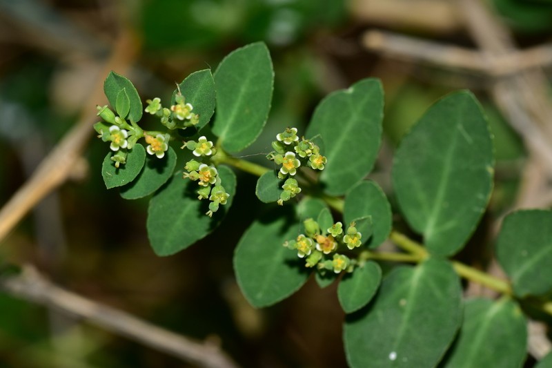 Euphorbia garanbiensis photo 8