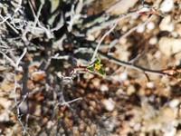 Euphorbia gariepina