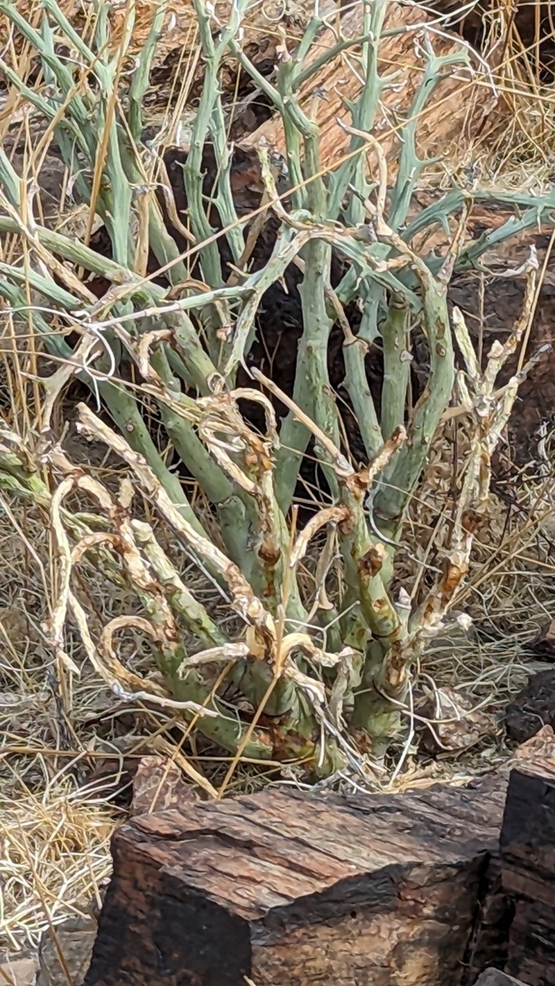 Euphorbia gariepina photo 2