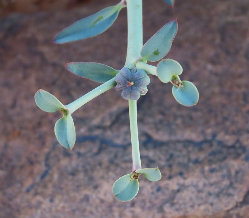 Euphorbia gariepina photo 3
