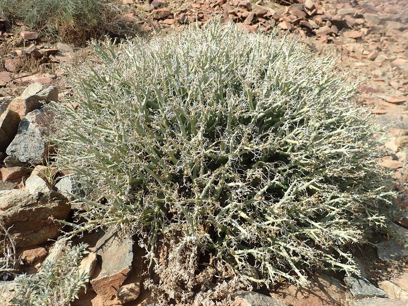 Euphorbia gariepina photo 4