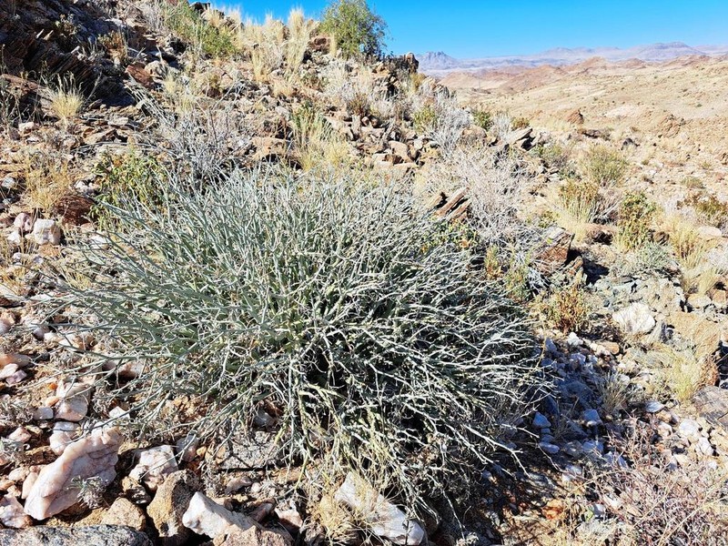 Euphorbia gariepina photo 5