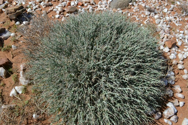 Euphorbia gariepina photo 6