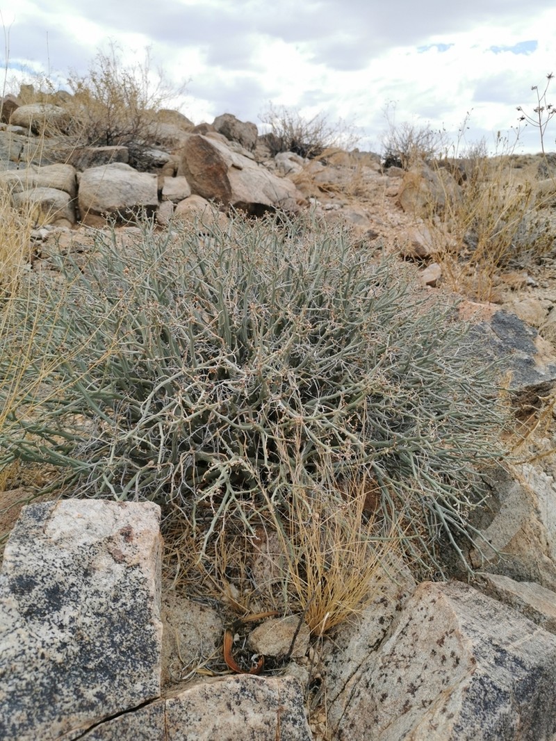 Euphorbia gariepina photo 7