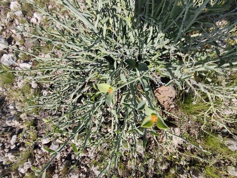Euphorbia gariepina photo 8