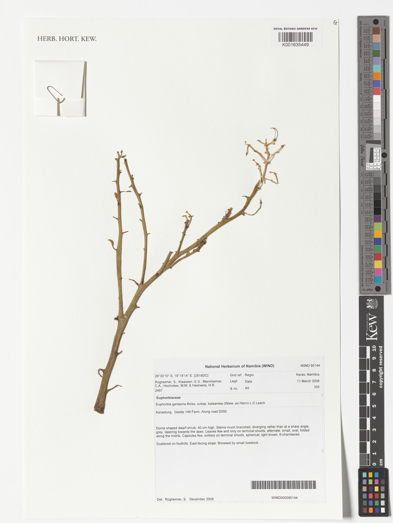 Euphorbia gariepina subsp. balsamea