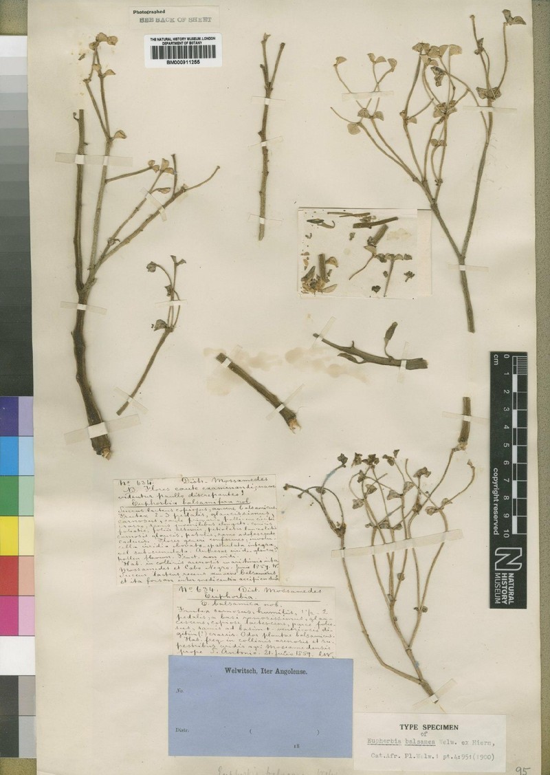 Euphorbia gariepina subsp. balsamea photo 2