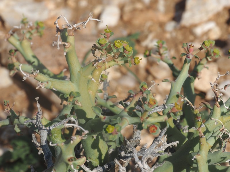 Euphorbia gariepina subsp. gariepina