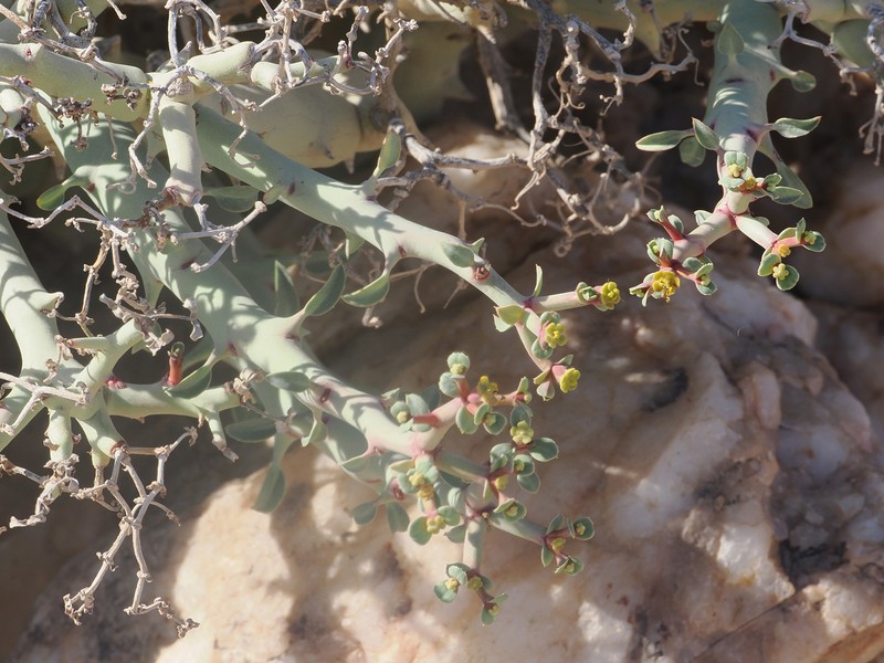 Euphorbia gariepina subsp. gariepina photo 2