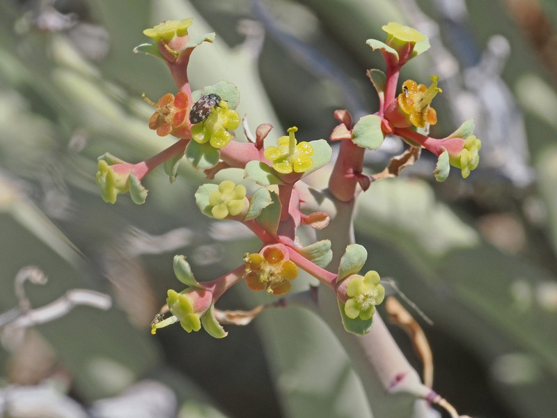 Euphorbia gariepina subsp. gariepina photo 3
