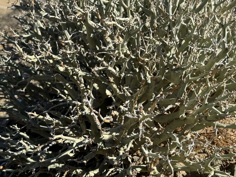 Euphorbia gariepina subsp. gariepina photo 4