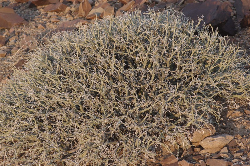 Euphorbia gariepina subsp. gariepina photo 5