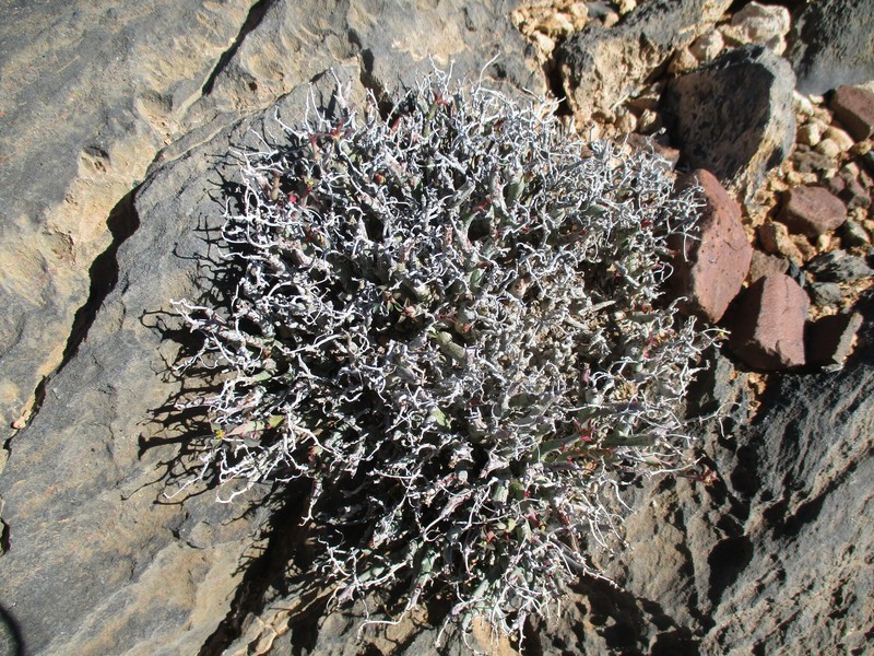 Euphorbia gariepina subsp. gariepina photo 8