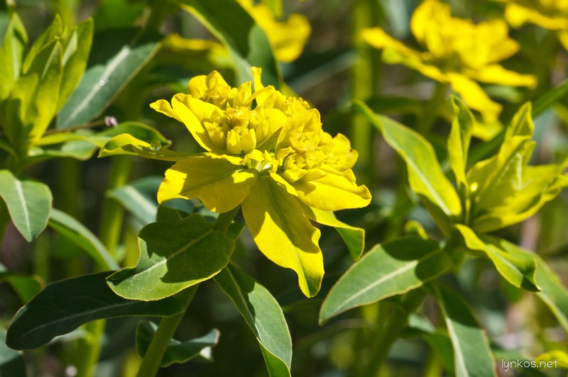 Euphorbia gasparrinii