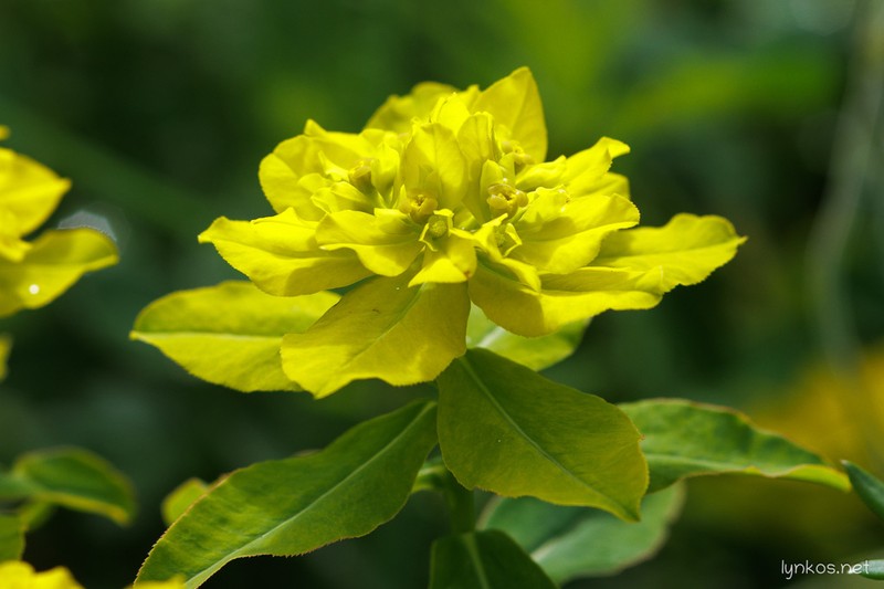 Euphorbia gasparrinii photo 2
