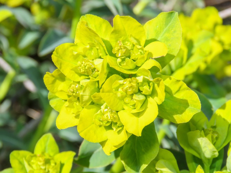 Euphorbia gasparrinii photo 3