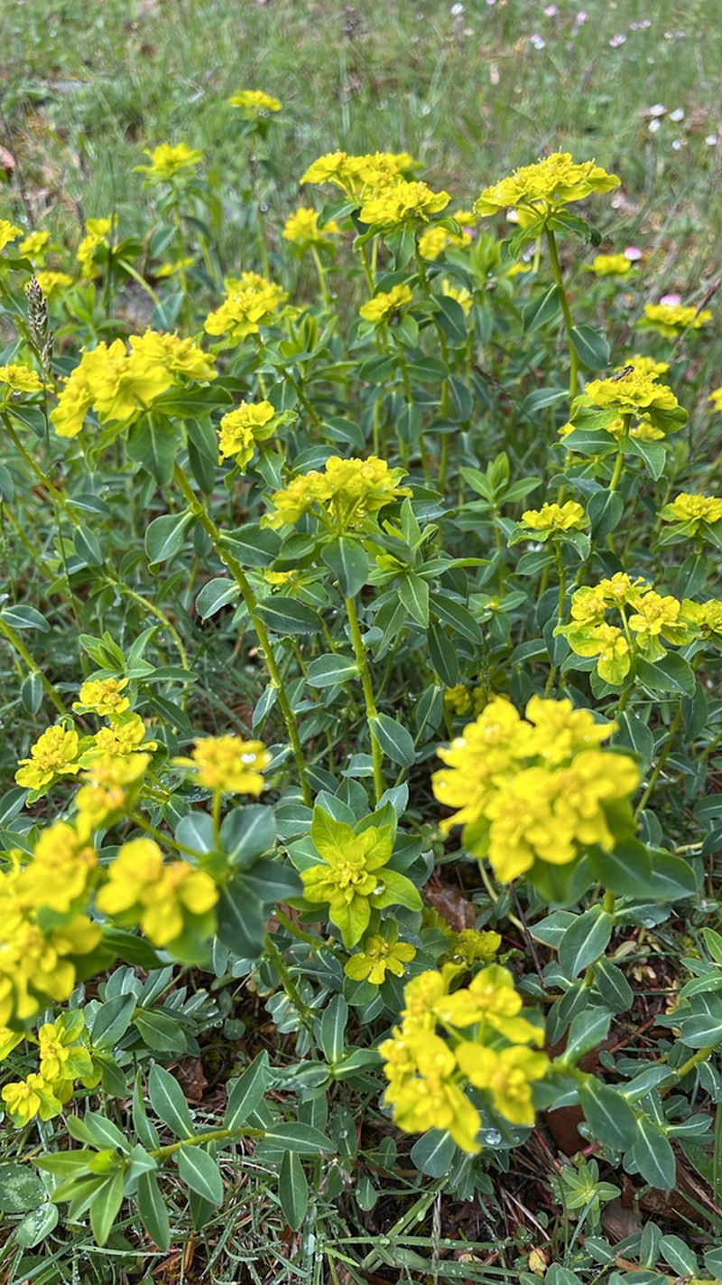 Euphorbia gasparrinii photo 4