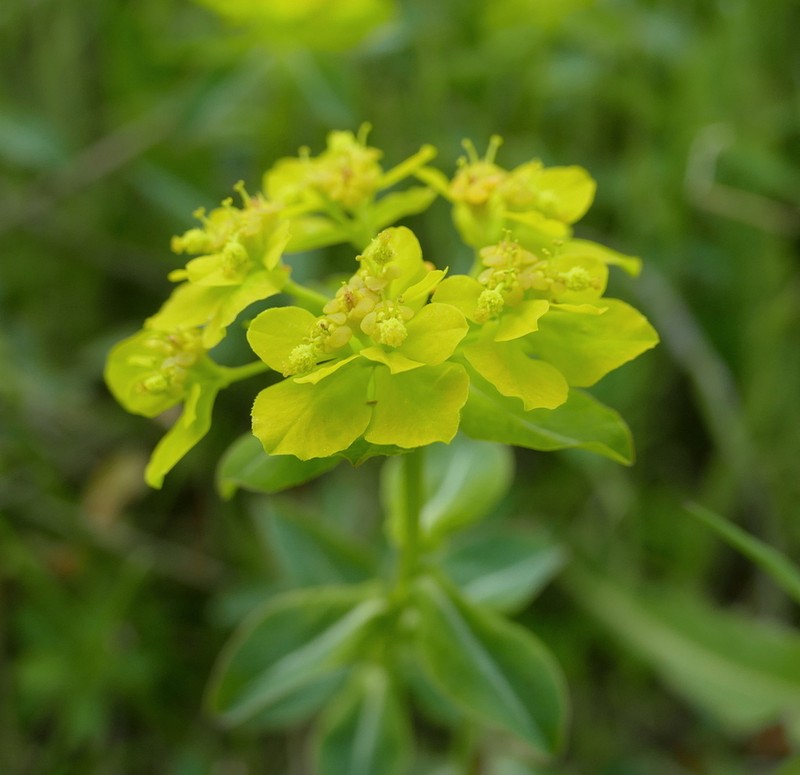 Euphorbia gasparrinii photo 5