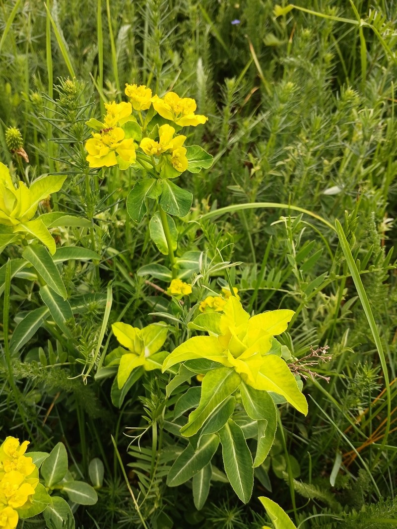 Euphorbia gasparrinii photo 6