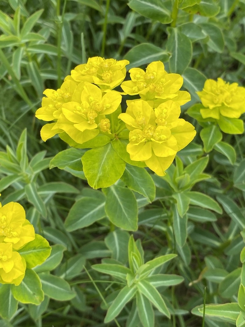 Euphorbia gasparrinii photo 7