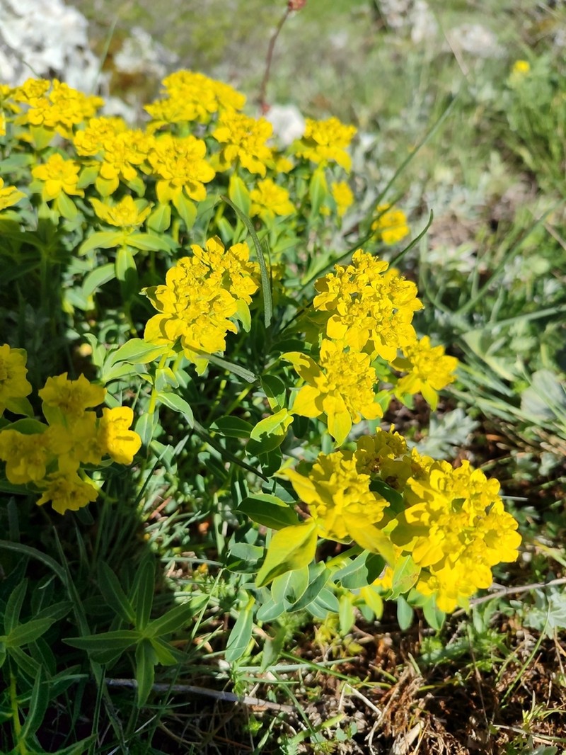 Euphorbia gasparrinii photo 8