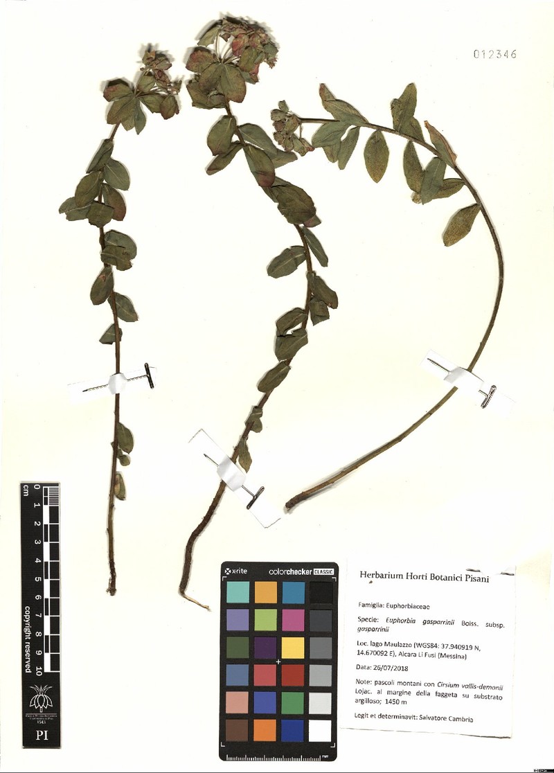 Euphorbia gasparrinii subsp. gasparrinii