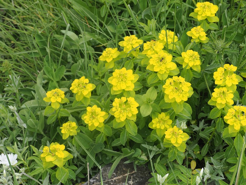 Euphorbia gasparrinii subsp. samnitica