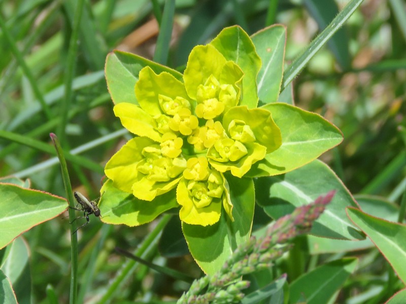 Euphorbia gasparrinii subsp. samnitica photo 2