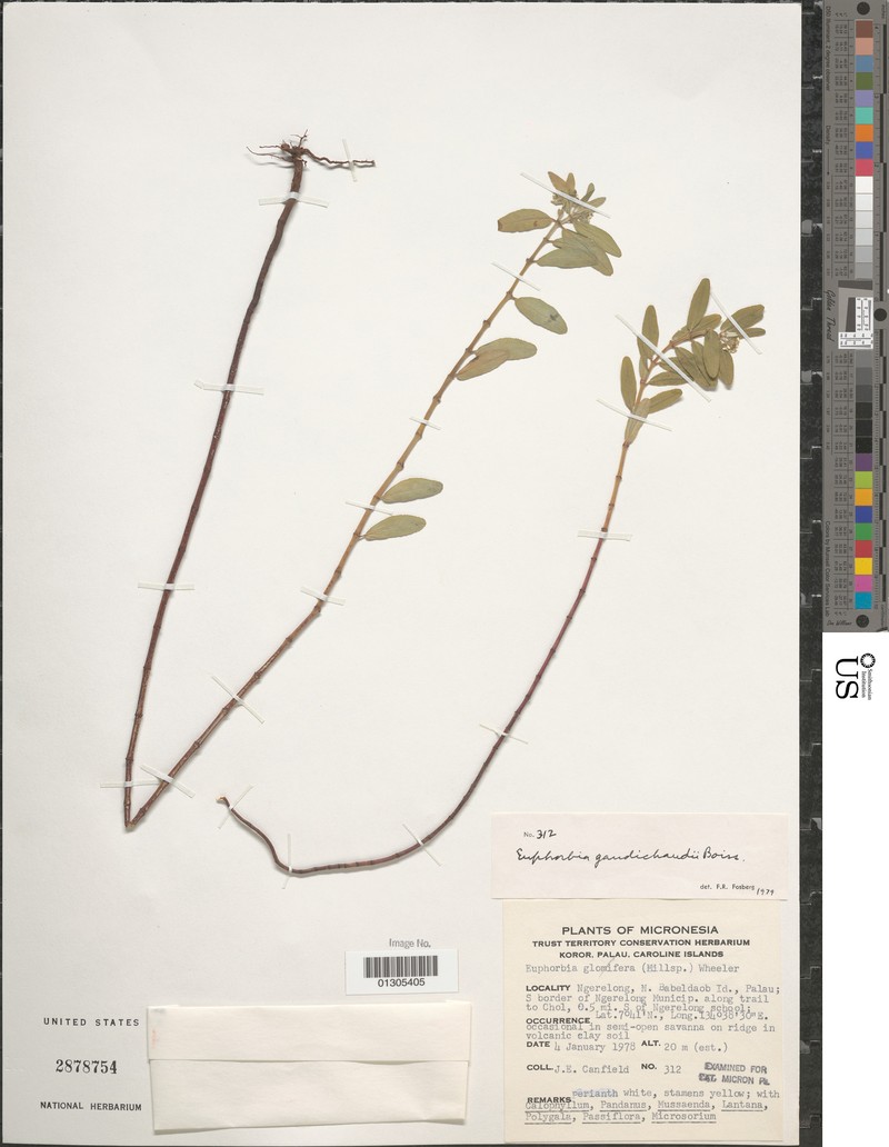 Spurge