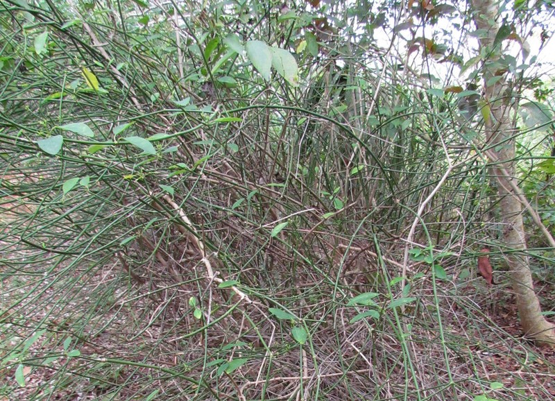 Euphorbia gaumeri