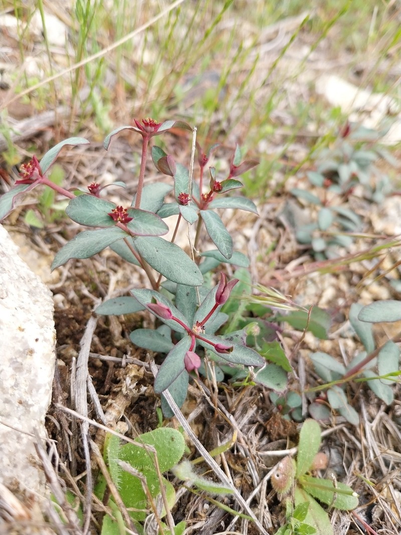 Euphorbia gayi photo 2