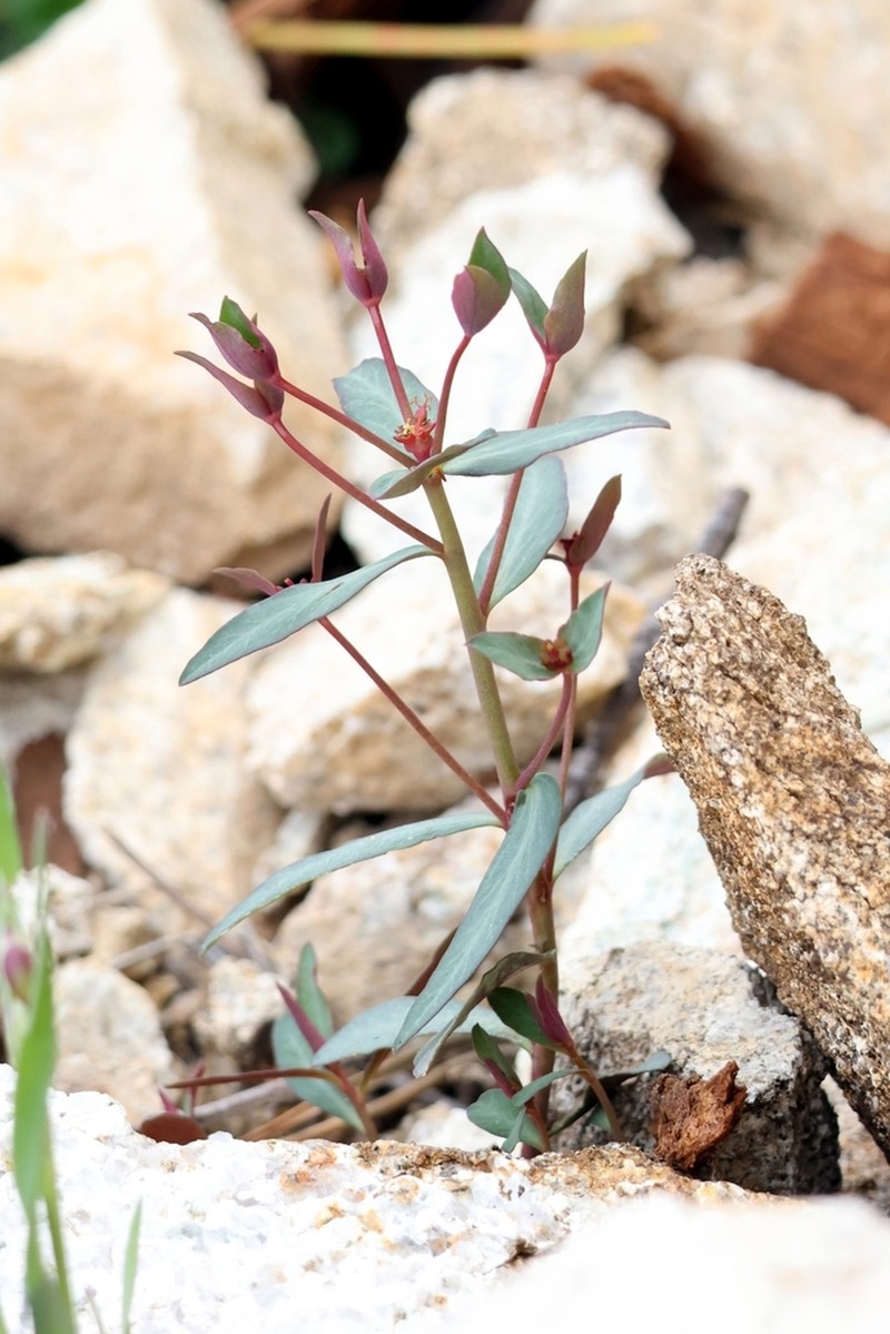 Euphorbia gayi photo 3