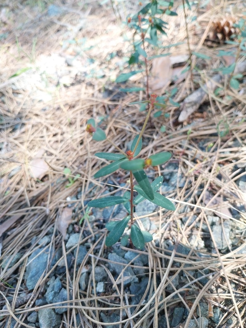 Euphorbia gayi photo 5