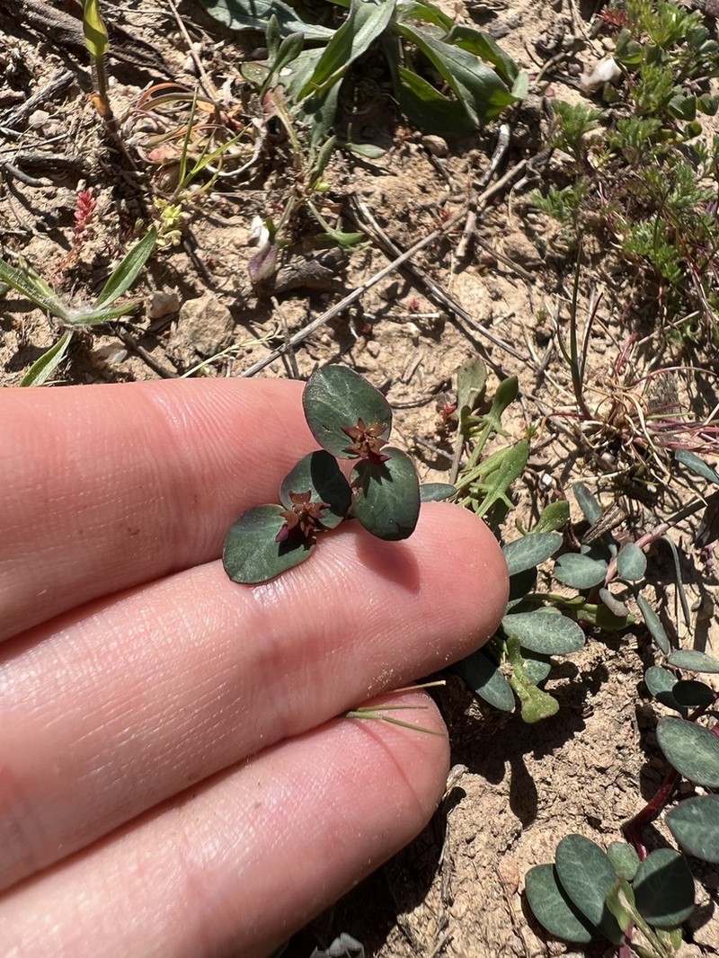 Euphorbia gayi photo 6
