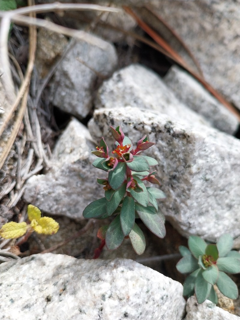 Euphorbia gayi photo 7