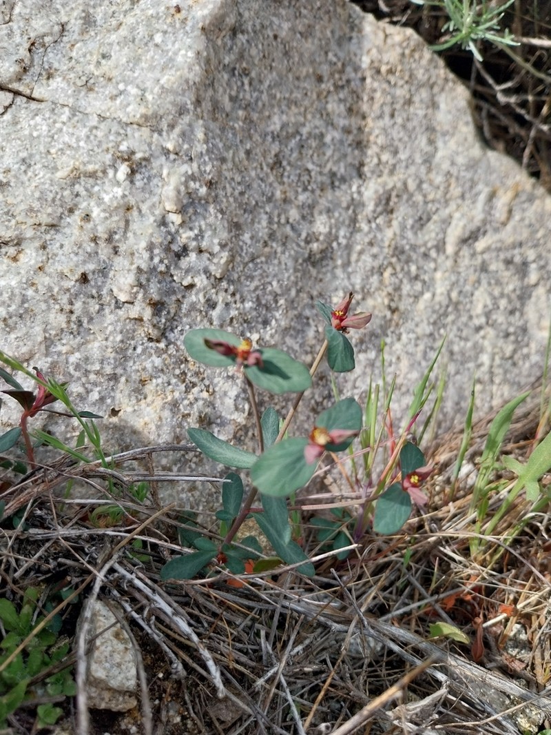 Euphorbia gayi photo 8