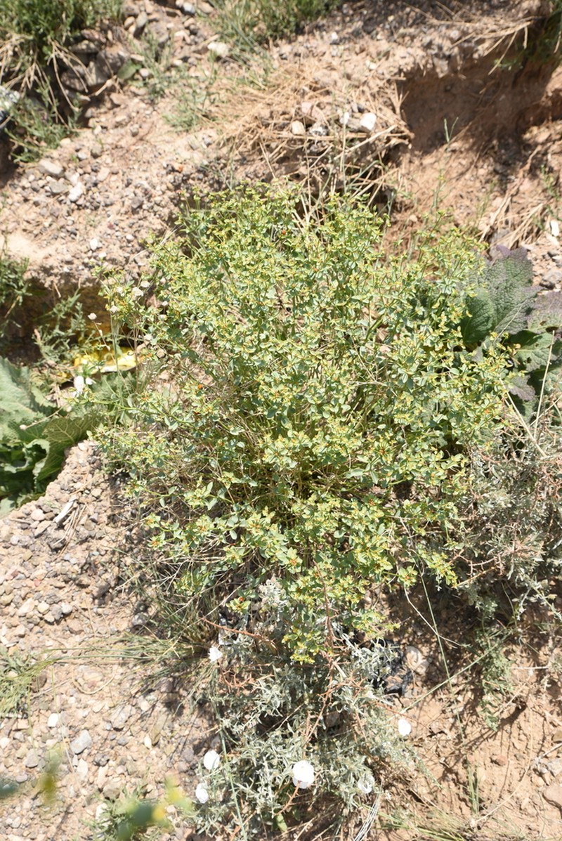 Euphorbia gedrosiaca photo 2