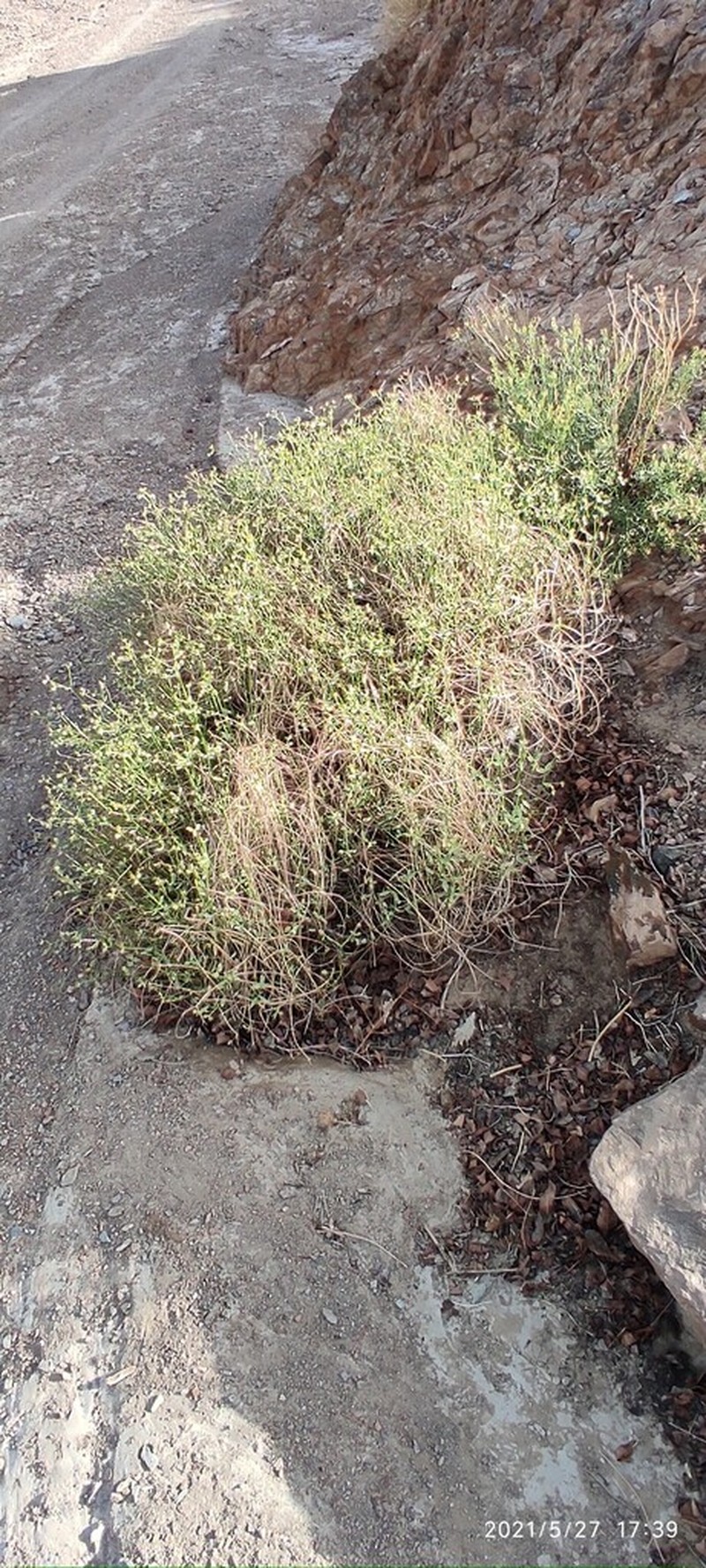 Euphorbia gedrosiaca photo 3