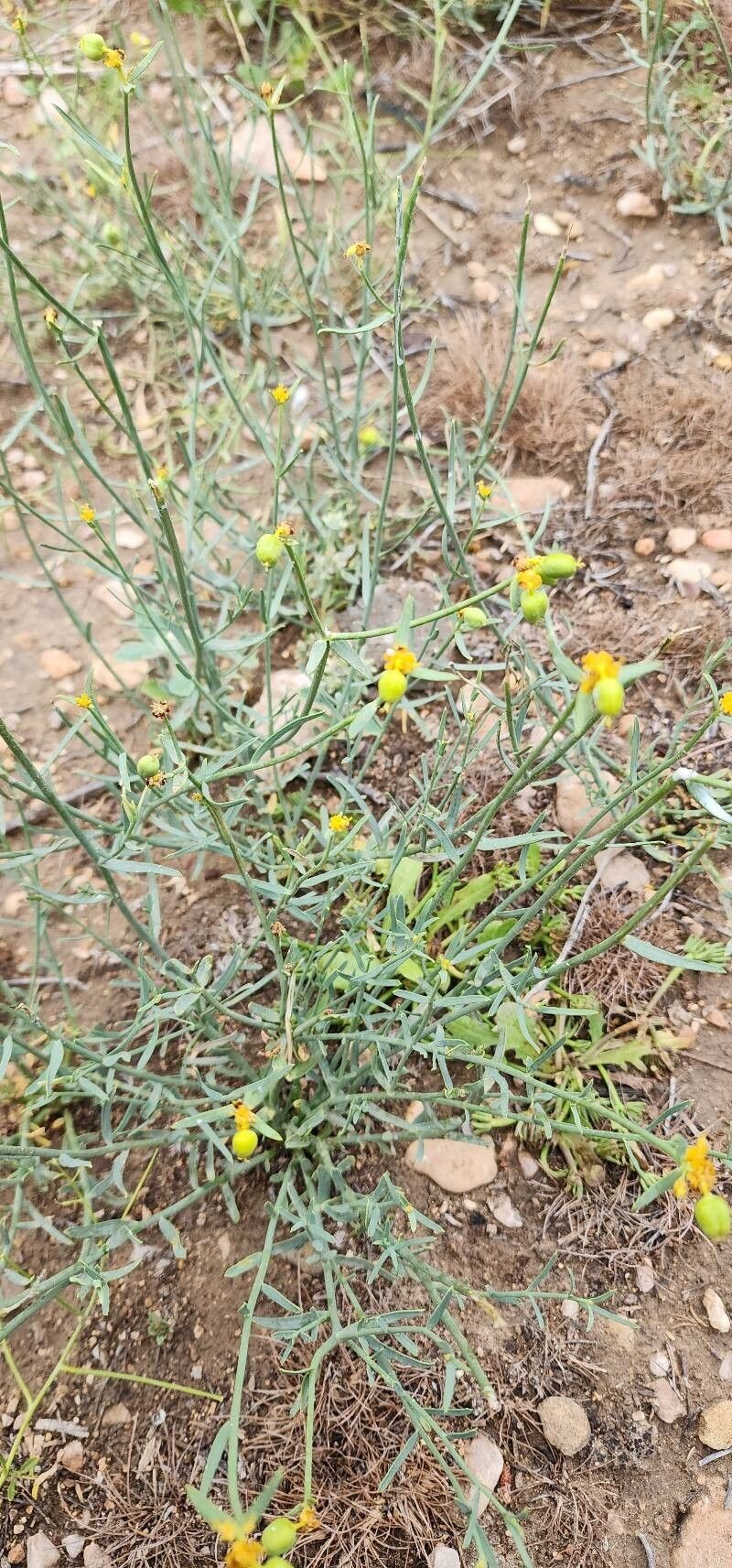Euphorbia gedrosiaca photo 4