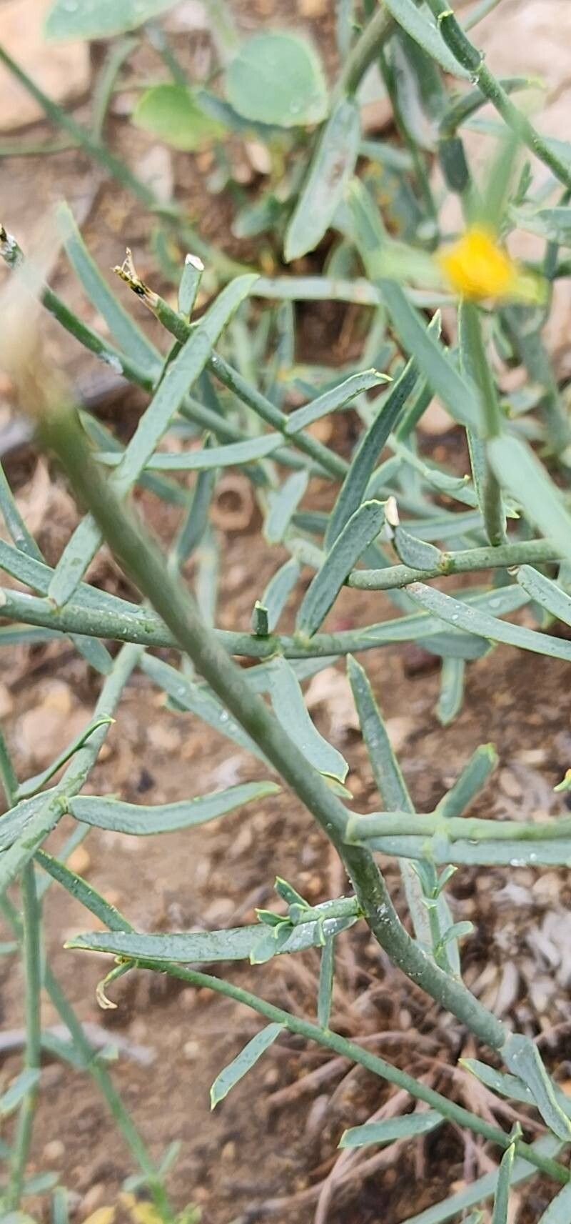 Euphorbia gedrosiaca photo 5