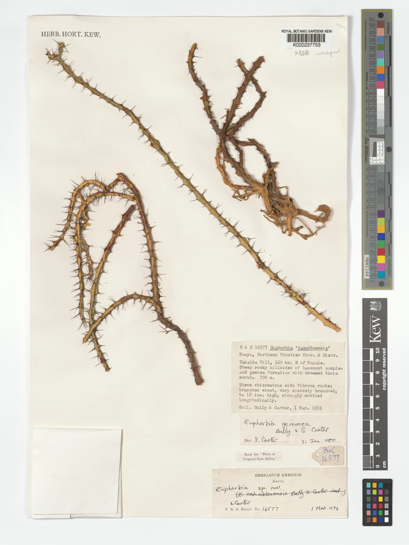 Euphorbia gemmea photo 2