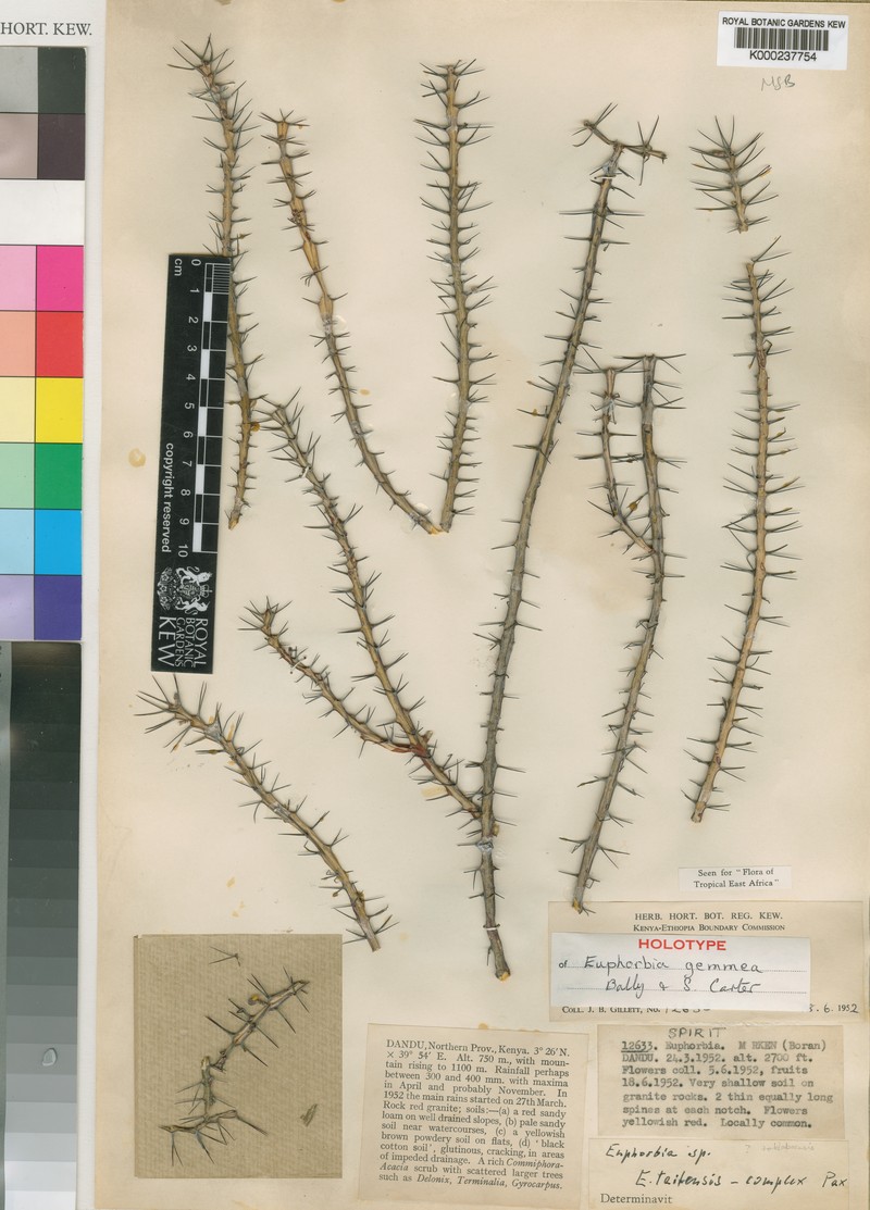 Euphorbia gemmea photo 3