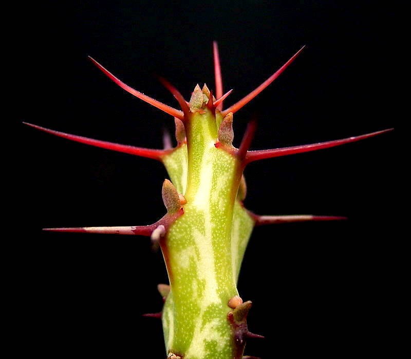 Euphorbia gemmea