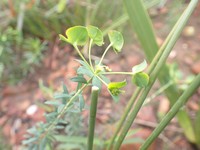 Euphorbia genistoides