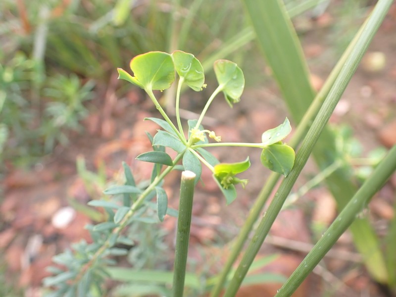 Euphorbia genistoides