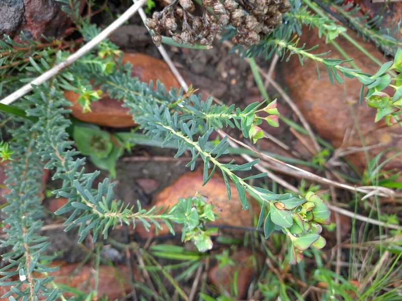 Euphorbia genistoides photo 2